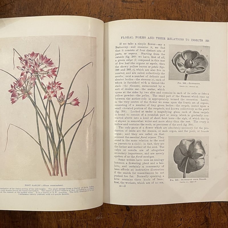 HUTCHINSON'S POPULAR BOTANY（1930年頃）」A.E. Knigh