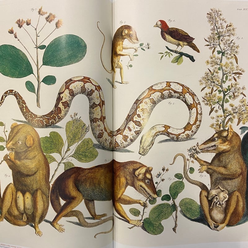 洋書 Intuitive Imagery Cabinet of Natural Curiosities：The Complete Pl