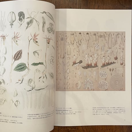 「牧野富太郎植物画集」