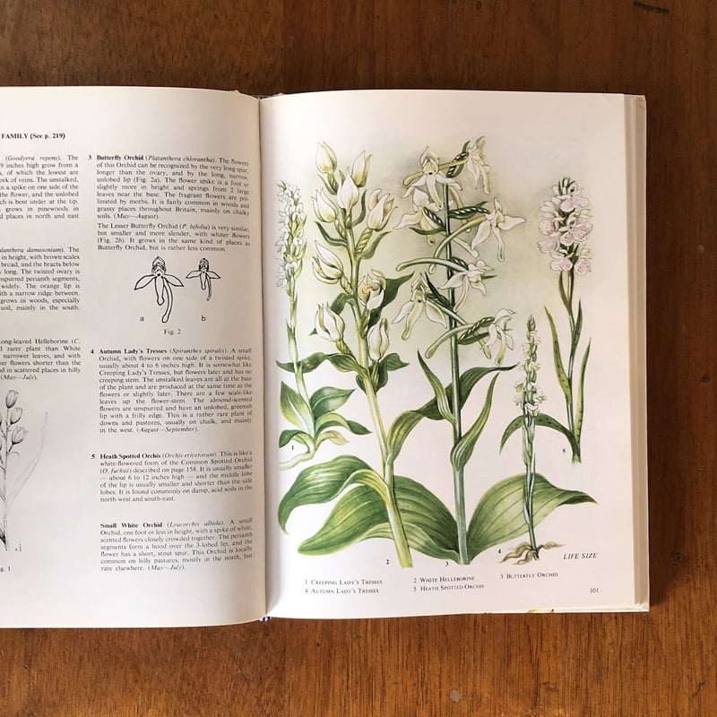 The Oxford Book of Wild Flowers」B.E.Nicholson