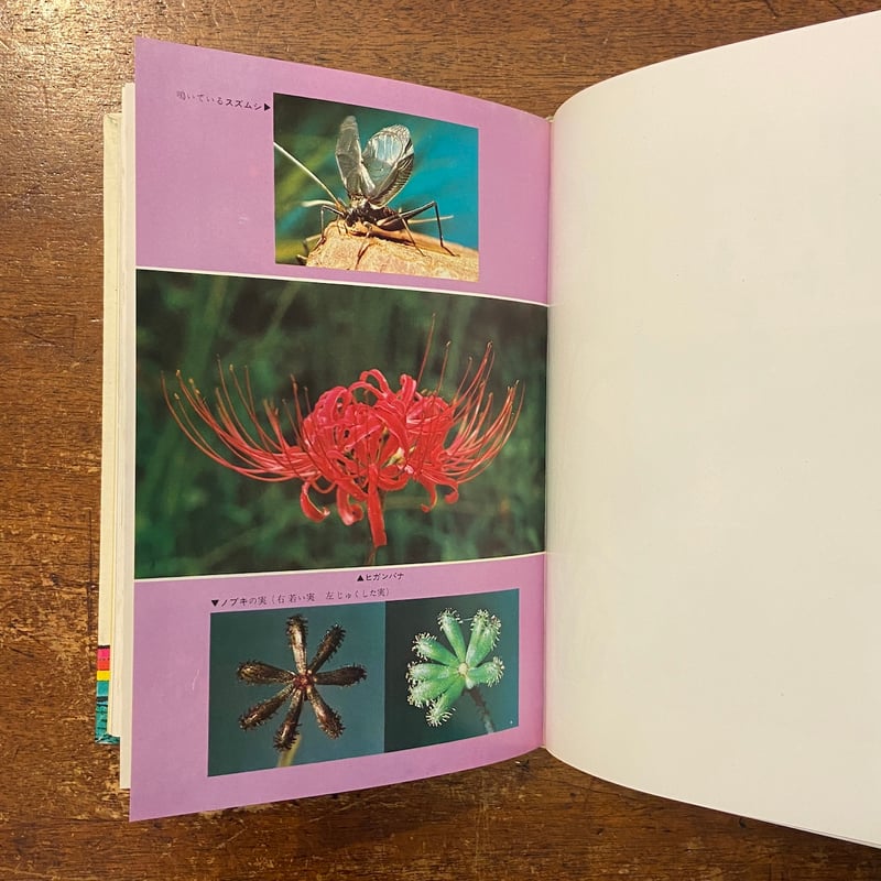 草と虫の四季」中山周平 杉田素行 | Frobergue online store