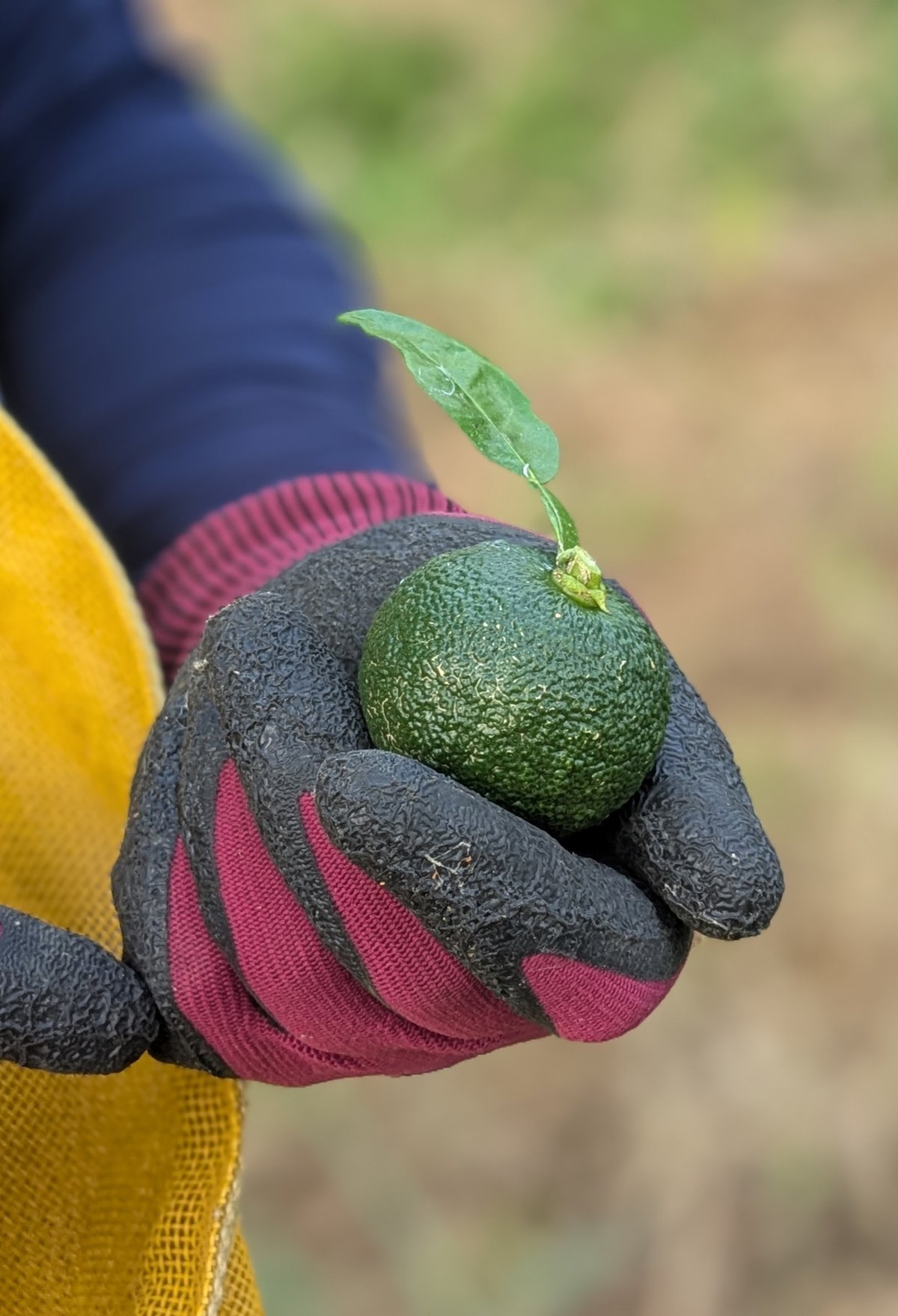 至高の逸品「夏の青」<冷凍>【限定150本】 | フミ子の生ゆず胡椒