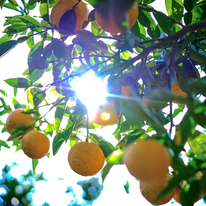 完熟ゆず皮ポン酢 （ゆず皮たっぷり） | フミ子の生ゆず胡椒