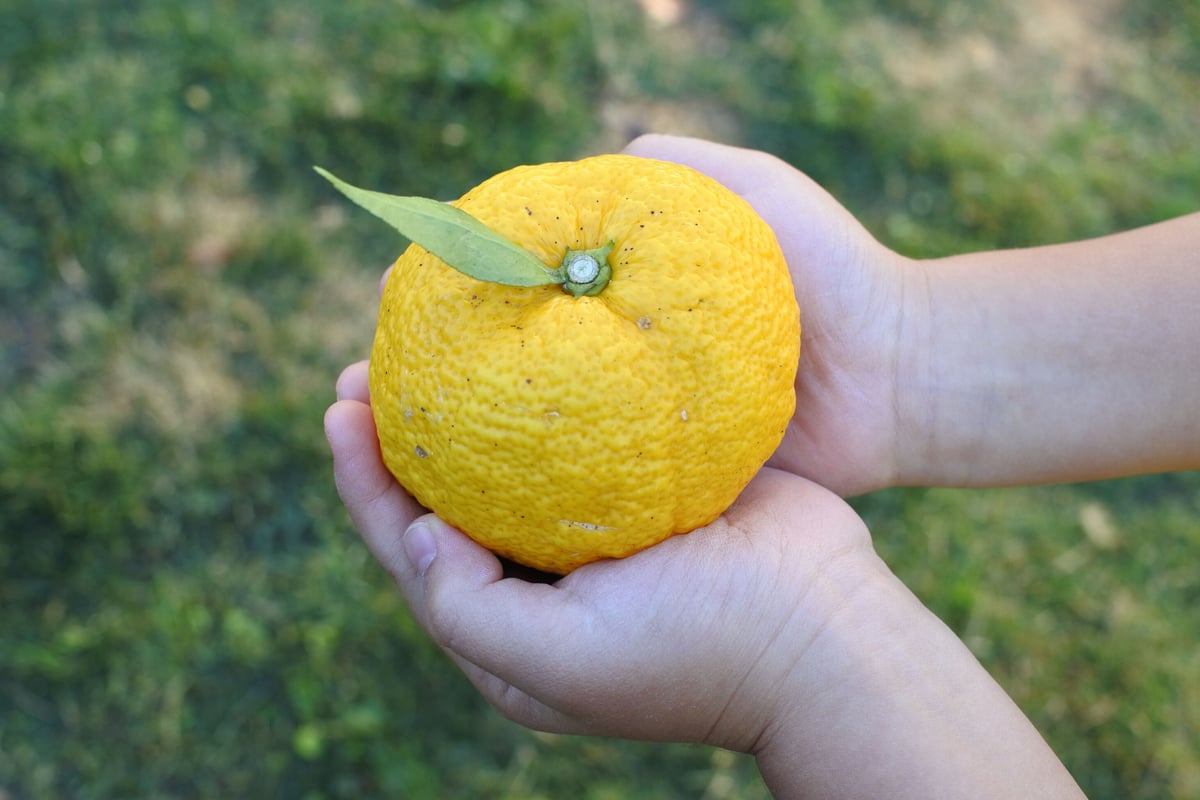 完熟ゆず皮ポン酢 （ゆず皮たっぷり） | フミ子の生ゆず胡椒