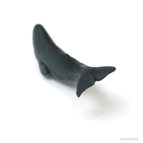 タニマダイバー　マッコウクジラ