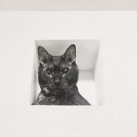 妄想マッピングステッカー／壁からネコ（黒猫）