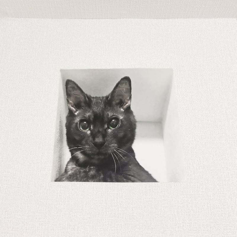 妄想マッピングステッカー／壁からネコ（黒猫） | ekōD Works