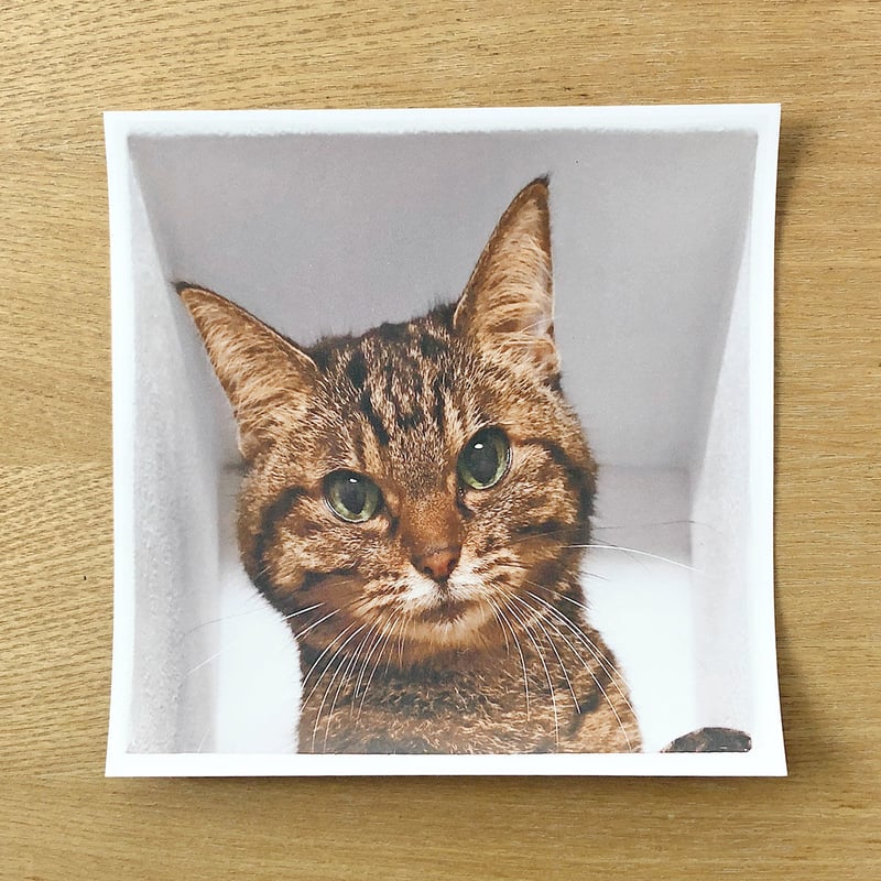 妄想マッピングステッカー／壁からネコ | ekōD Works