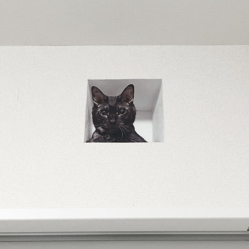 妄想マッピングステッカー／壁からネコ（黒猫） | ekōD Works