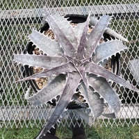 「産直」Dyckia  'Dancing Dervish'