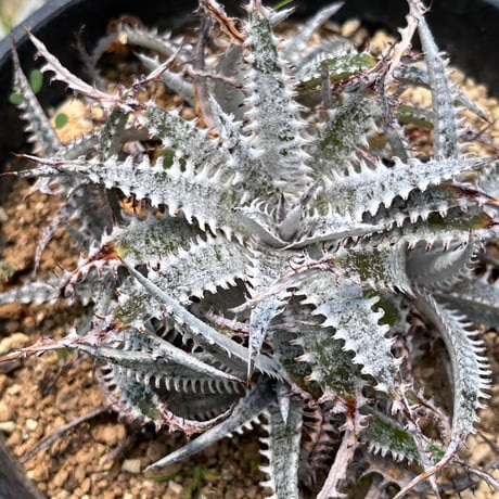 「産直」Dyckia fosteriana