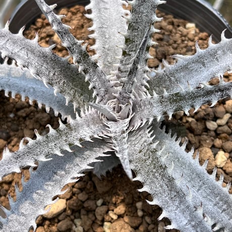 「産直」Dyckia fosteriana