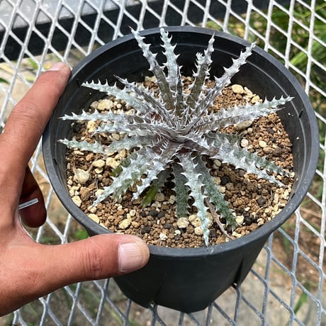 「産直」Dyckia 'Brittle Star' hyb (seed from constantino)