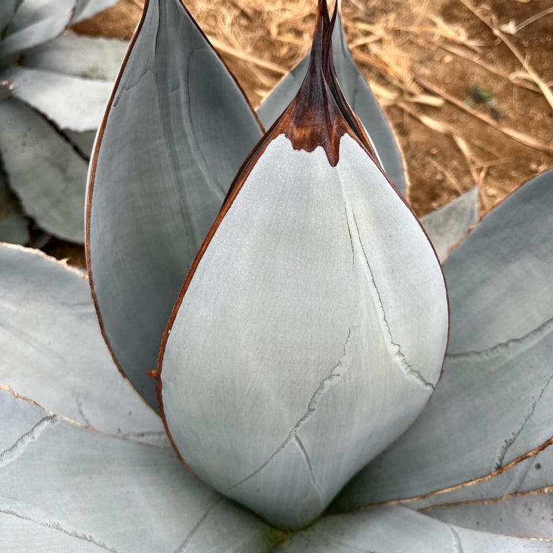 Agave titanota  