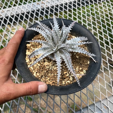 「産直」Dyckia 'Gray Ops'×'Bone'