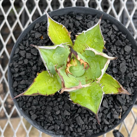 Agave titanota Black Fire 1