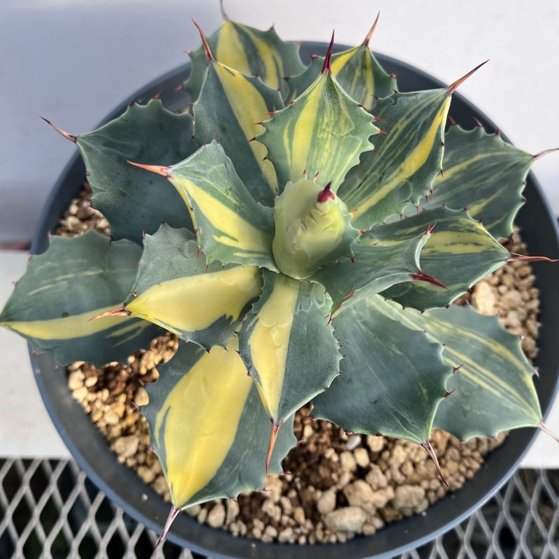 Agave isthmensis 'youkihi' | curious plants works