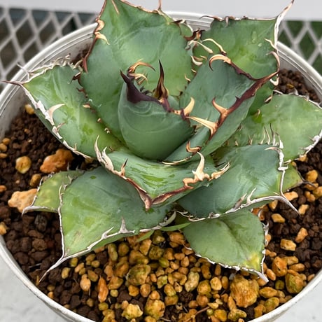 Agave titanota 'phenix' 4