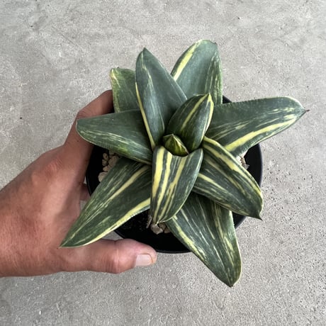 Gasteria 'Kyoryu' × pillansii variegated