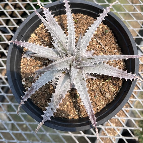 「産直」Dyckia goehringii ×  'Gray ops' 1
