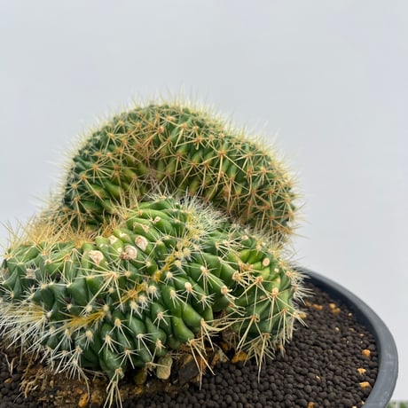 Echinocactus grusonii f. crist.