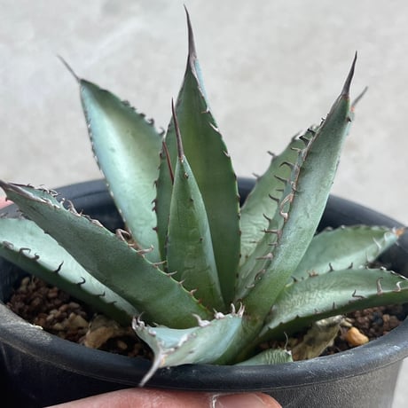 Agave T'S 001 Grex