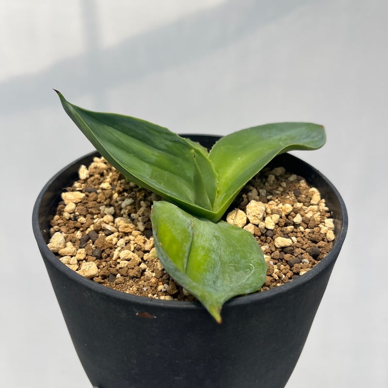 Agave pachycentra 'Flying Saucer' 2 | curious p