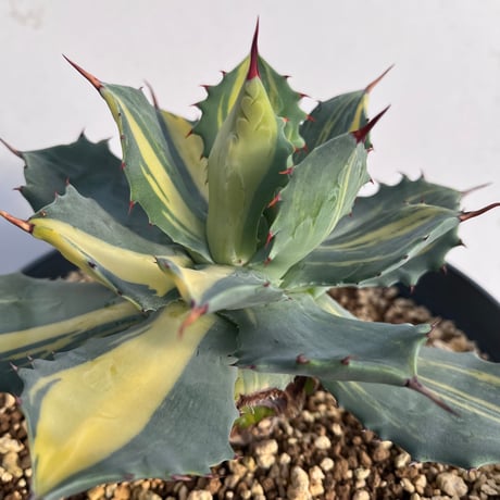 Agave isthmensis ‘youkihi’