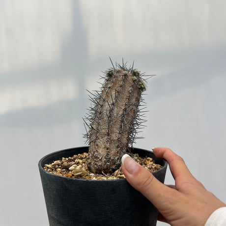 Copiapoa lembckei
