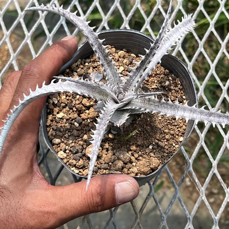 「産直」Dyckia fosteriana