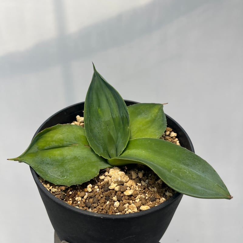 Agave ‘Illusion‘　TC株 CATEGORY agave｜アガベ | Plus_Plants STORE