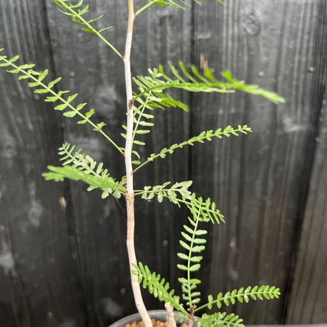 Bursera microphylla 1