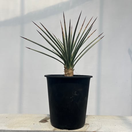Yucca brevifolia | curious plants works Yucca brevifolia | curious plants works