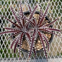 「産直」Dyckia 'Katana'