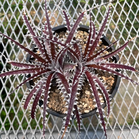 「産直」Dyckia 'Katana'