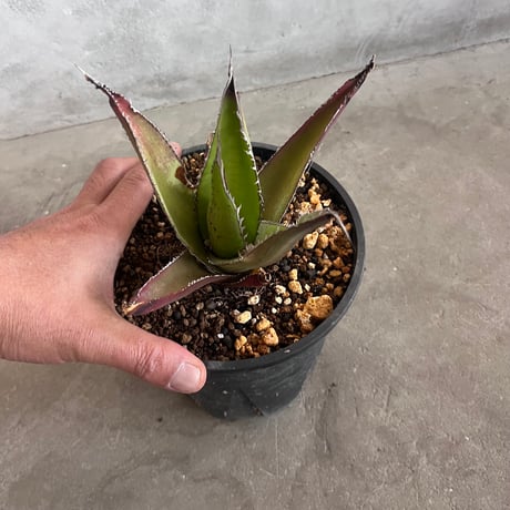 Agave megalodonta