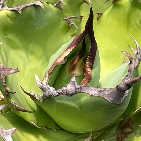 「産直」Agave titanota