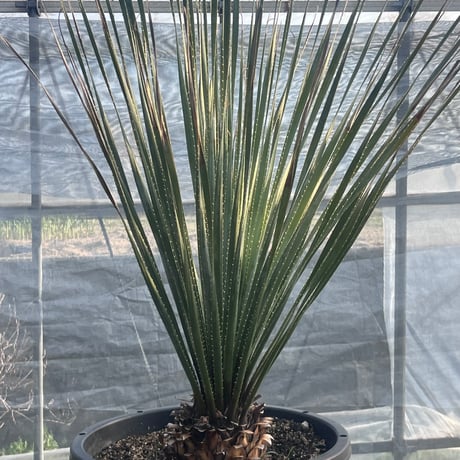 Dasylirion wheeleri | curious plants works Dasylirion wheeleri | curious plants works