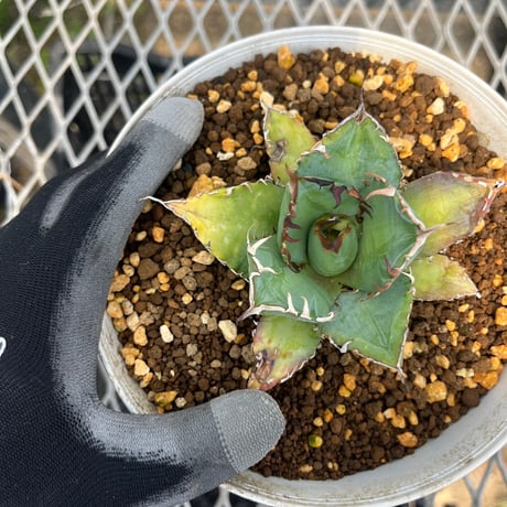Agave titanota 'phenix'
