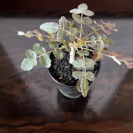ボスウェリア・ディオスコリディス ボスウェリア ディオスコリディス 【送料着払い】19 | CACTUS330