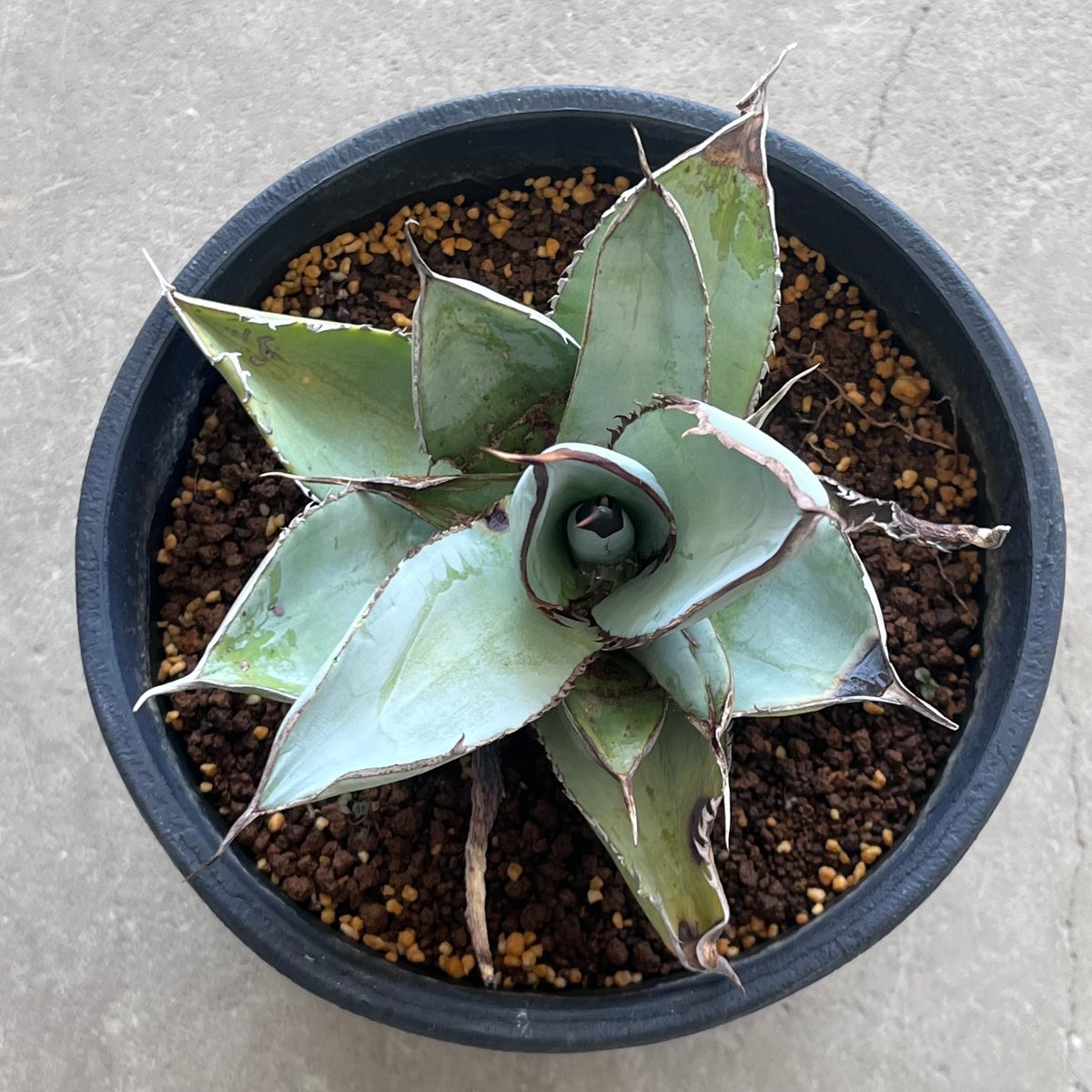 Agave titanota  