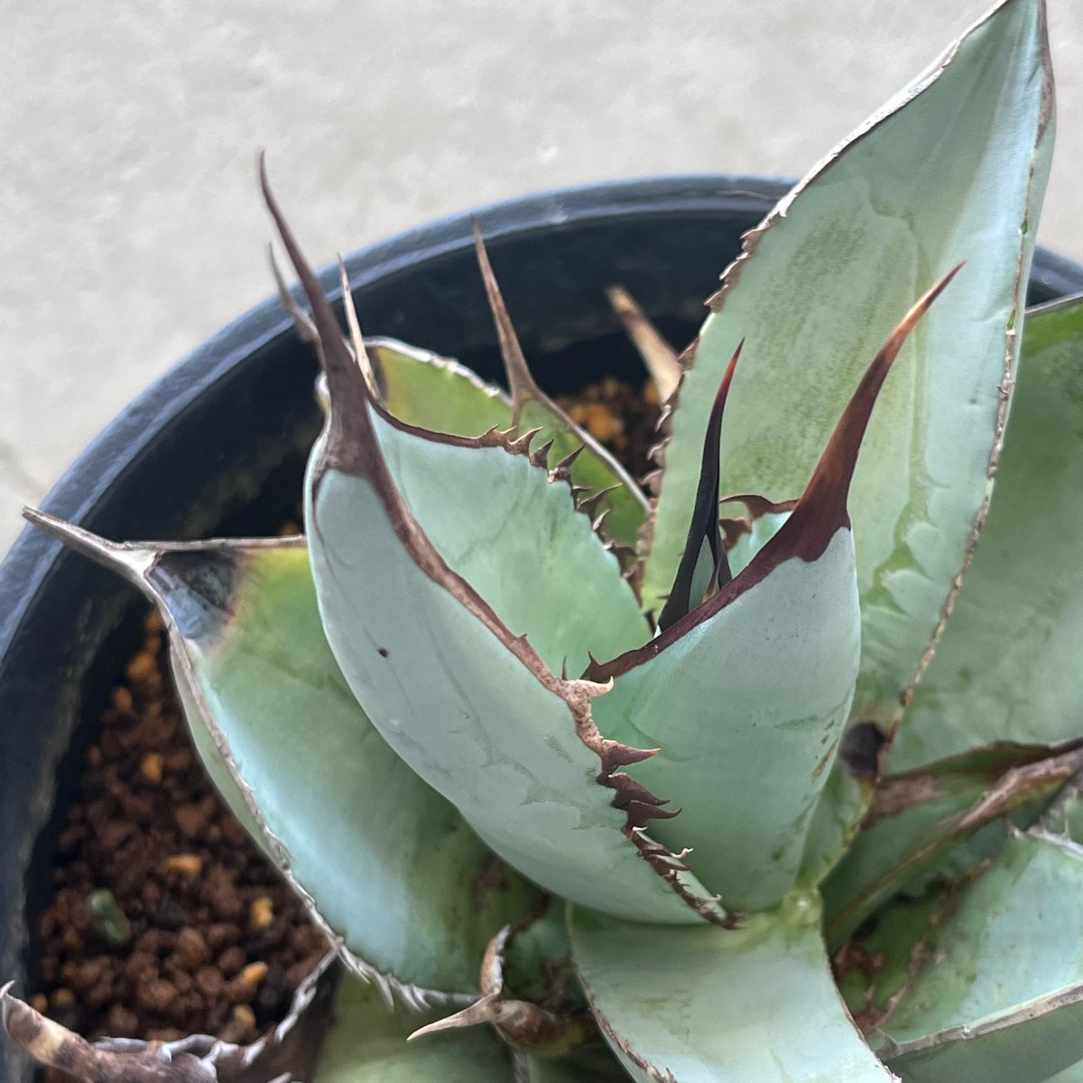 アガベデザーティスムースエッジ - アガベ 