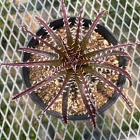 「産直」Dyckia  4th of july Series #202