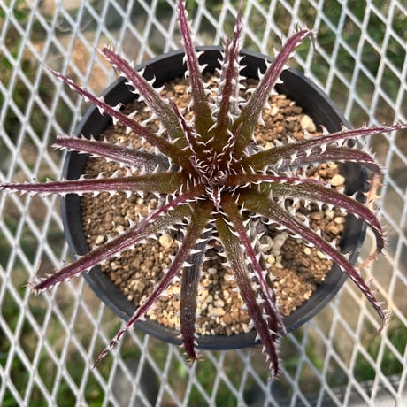 レア ビルベイカー ディッキア Dyckia Uncle Ray レア ビルベイカー ディッキア Dyckia Uncle Ray - メルカリ