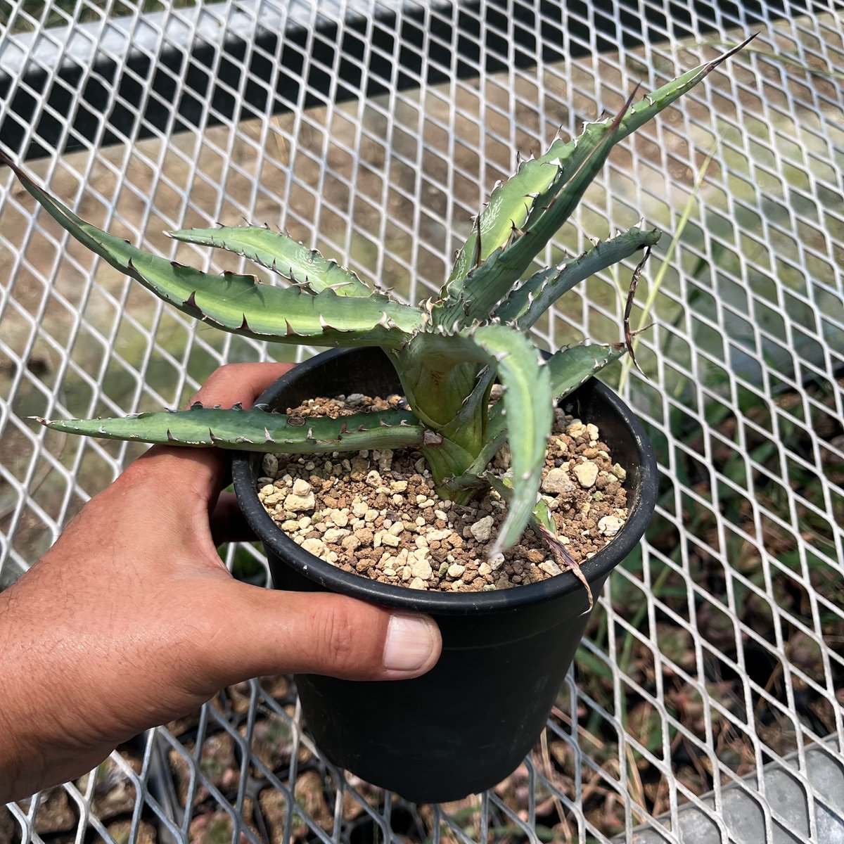 【専用】agave X仔株 アガベ Agave ハイブリッド ラプター 子株⑤