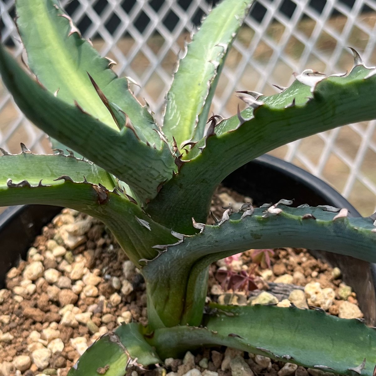 【専用】agave X仔株 agave macroacantha square . . 連棘はもちろんですが 棘色の