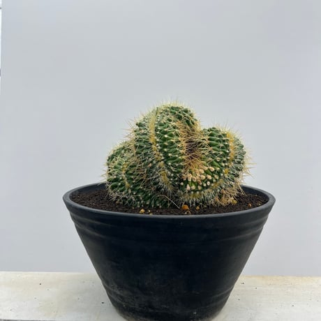 Echinocactus grusonii f. crist.