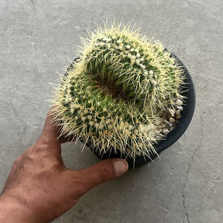 Echinocactus grusonii f. crist.