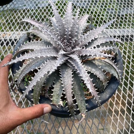 「産直」Dyckia hyb. 'Marilera'×'Heaven&Hell'