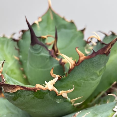 Agave titanota 'phenix' 4
